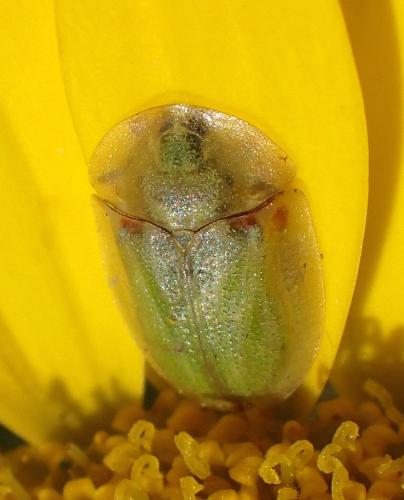 Réf. 197 975 : Cassida sp.